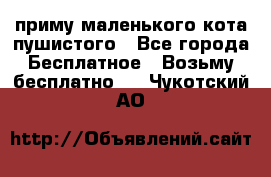 приму маленького кота пушистого - Все города Бесплатное » Возьму бесплатно   . Чукотский АО